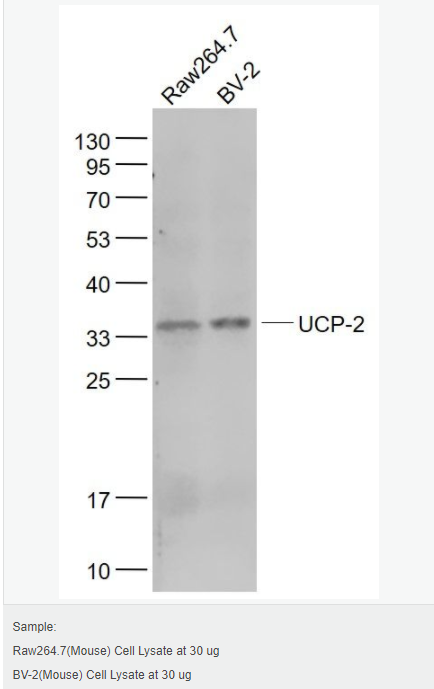 6052be78e4a82.png image.png