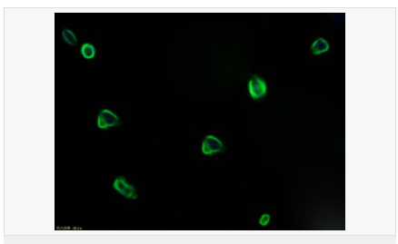 607640c2811b5.png image.png