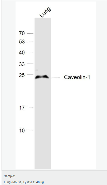 607641f67c4f6.png image.png